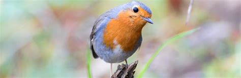 What Do Robins Eat? | Bird Food | Love The Garden