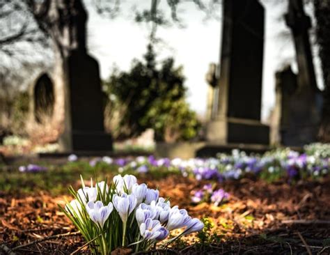 Free picture: grass, graveyard, petals, bloom, blossom, cemetery, flora, flowers