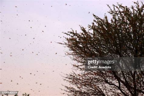 Locust Attack India Photos and Premium High Res Pictures - Getty Images