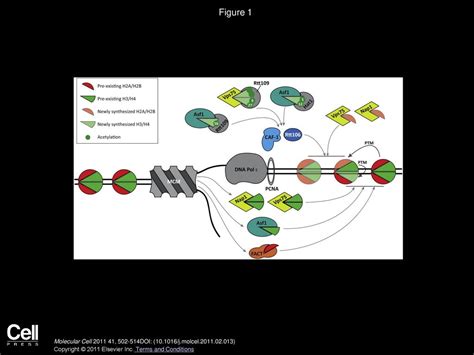 Histone Chaperones: Modulators of Chromatin Marks - ppt download