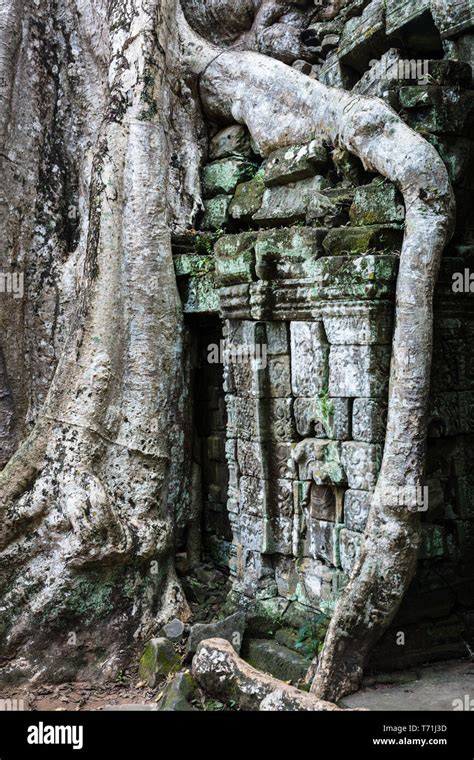 temple with giant banyan tree Stock Photo - Alamy