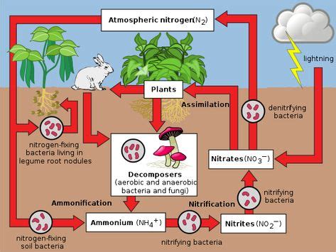 Nitrogen cycle - Wikipedia in 2020 | Nitrogen cycle, Nitrogen, Nitrogen fixation