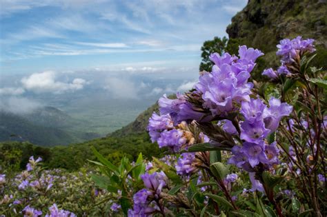 Neelakurinji Flower Bloom Once Again After 12 Years in Kerala