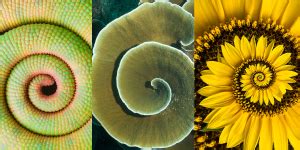 Patterns in Nature: The Importance and Examples - TerraMai