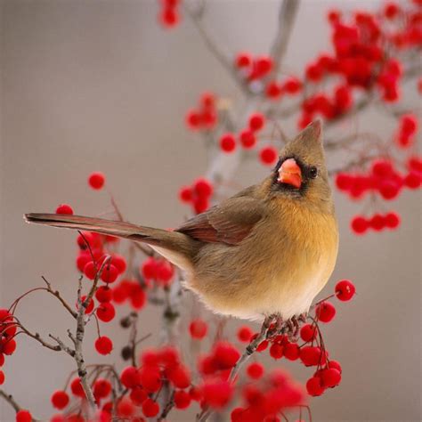 Nature Winter Bird On Wild Red Fruit iPad Air Wallpapers Free Download