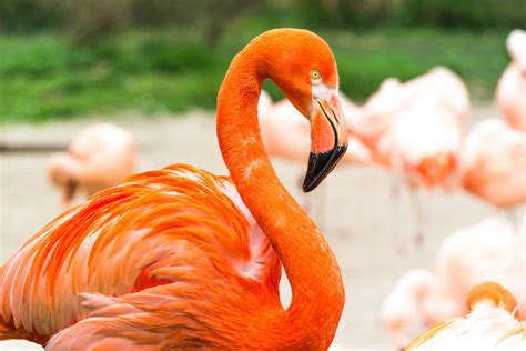 Flamingos - Birds - Animal Encyclopedia