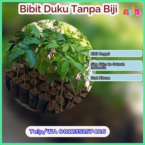 Pusat Pembibitan Bibit Duku Tanpa Biji Sarolangun | by Jasmin Buah ...