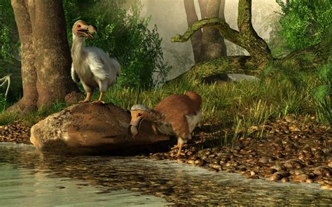 10 Incredible Dodo Facts - A-Z Animals