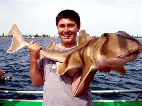 Port Jackson Shark – "OCEAN TREASURES" Memorial Library