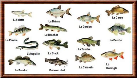 Les animaux (Animalia) | Poisson image, Poisson, Poisson eau douce