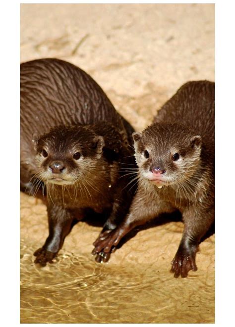 [Image - 15507] | Otters Holding Hands | Know Your Meme