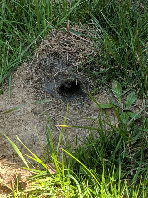 Found this little burrow in my yard. Anyone know what animal calls this ...