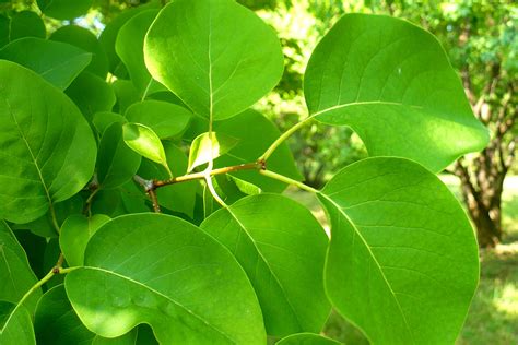 Japanese tree lilac ideal for urban conditions - Landscape Ontario