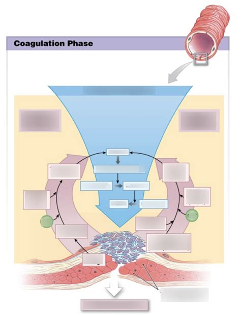 coagulation Diagram | Quizlet