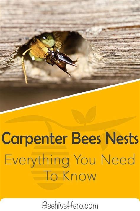 Click the pin to discover the inner—and outer—workings of carpenter bee ...