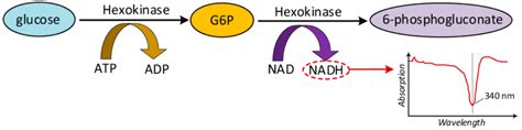 Hexokinase Method | JAGRUTHI SPECIALTY PATHOLOGY LABORATORY