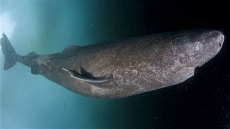 Long in the tooth: Greenland shark named longest-living vertebrate | CNN