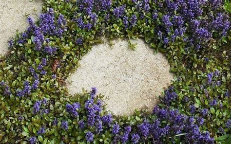 CARPET BUGLE SeedsAjuga Reptans Groundcover Seeds a.K.a