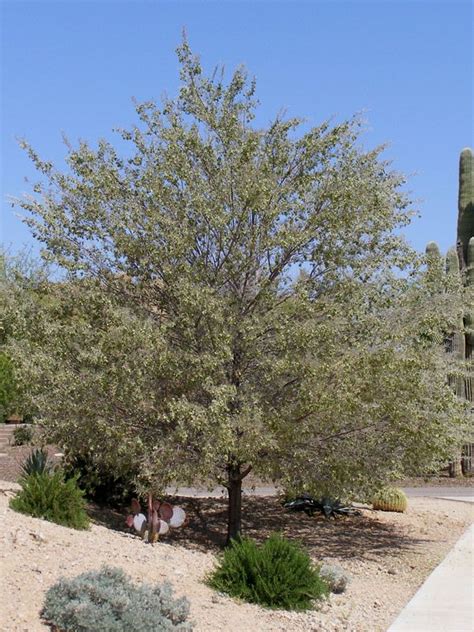 Acacia aneura - Mulga tree for Desert Landscaping