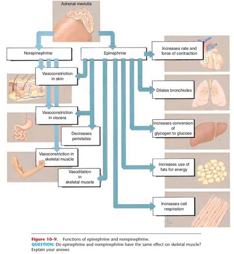 Adrenal Glands - Anatomy and Physiology