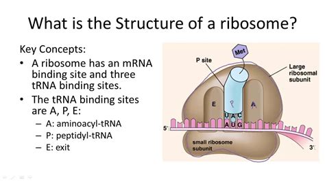 The Structure of Ribosomes - YouTube