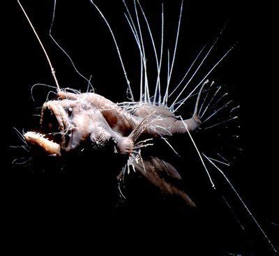 Top 10 Ugly Fish | Oh, say can you sea? | Angler fish, Deep sea creatures, Deep sea fishing