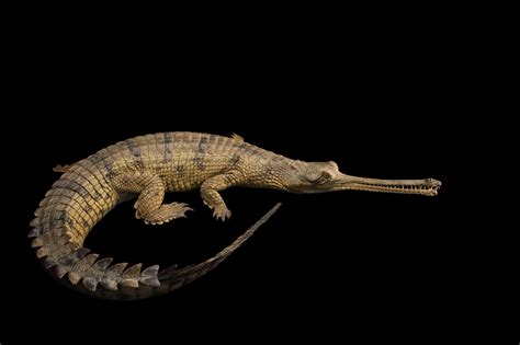 Gharial (Gavialis gangeticus) - Joel Sartore