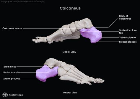 Calcaneus | Encyclopedia | Anatomy.app | Learn anatomy | 3D models, articles, and quizzes