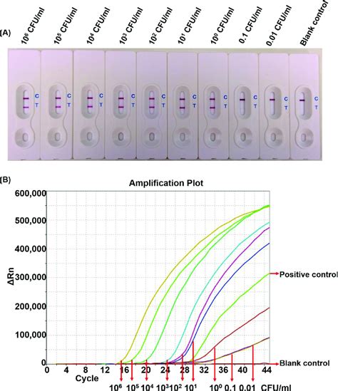 The LOD of LAMP-LFB (A) and commercial real-time PCR kit (B) for ...