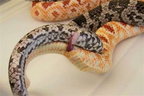 Corn Snakes- Breeding | LSR (Lazy Slither Ranch) Breeding. A… | Flickr