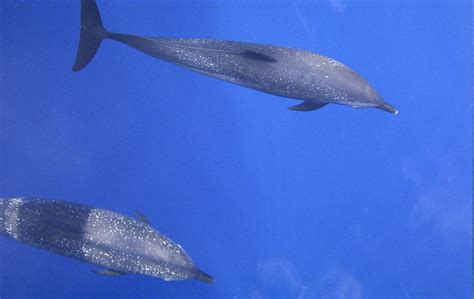 Pantropical Spotted Dolphin Habitat