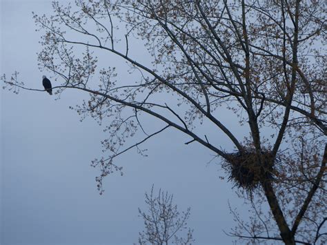 Strathcona Park – Strathcona Residents Association