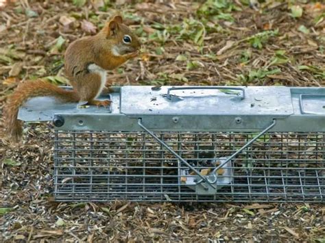 5 Best Baits for Squirrel Trap – WYPestControl