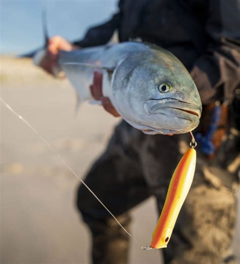 The Best Lures for Bluefish - On The Water