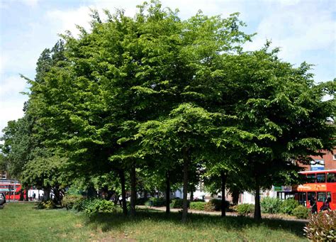 Seven Sisters: Special trees in Tottenham - Tottenham Trees