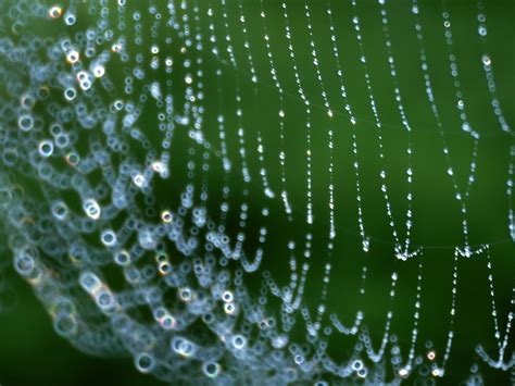 HD wallpaper: spider web, drops, dew, network, nature, macro, close-up, backgrounds | Wallpaper ...