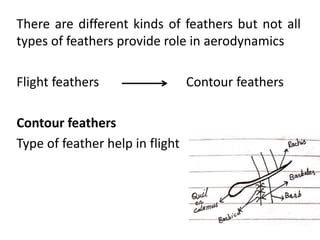 Bird Structure & Function (Feathers).pptx