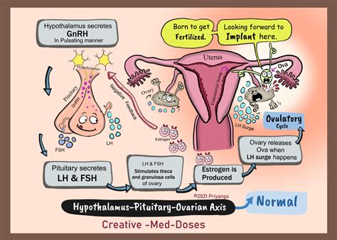 Hypothalamic-Pituitary-Ovarian axis - Creative Med Doses