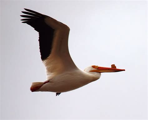 American White Pelican | With a wingspan up to 9 1/2 feet (n… | Flickr