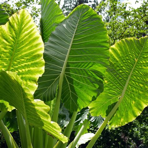 Alocasia Macrorrhiza Borneo Giant Tropical Plant (Green) | Huge Elephant Ear Massive Foliage ...