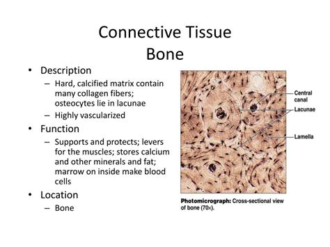 Bone Connective Tissue Function