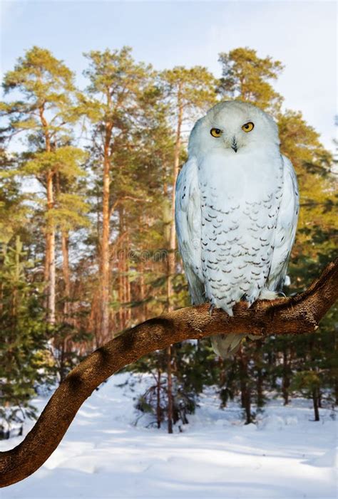 Snowy Owl at Pine Forest in Winter Stock Image - Image of north, wild: 35884655