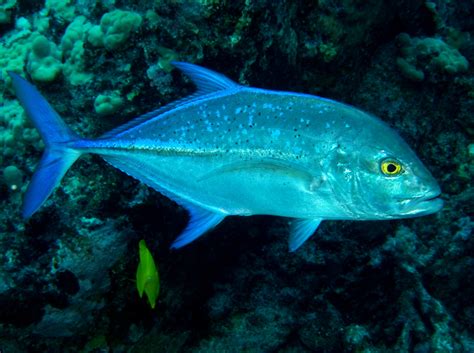 Bluefin Trevally - Caranx melampygus - Big Island, Hawaii - Photo 5 - Hawaii Reefs