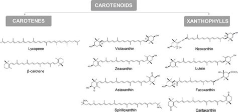 Introductory Chapter: Carotenoids - A Brief Overview on Its Structure, Biosynthesis, Synthesis ...