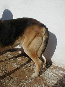 Hip dysplasia (canine) - Wikipedia