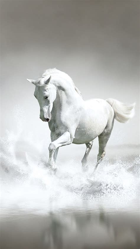 White Horse Running in Water on a Foggy Day