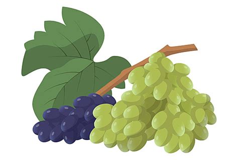 Black Grapes On White Background Dark, Isolated, Winemaking, Sweet PNG Transparent Image and ...