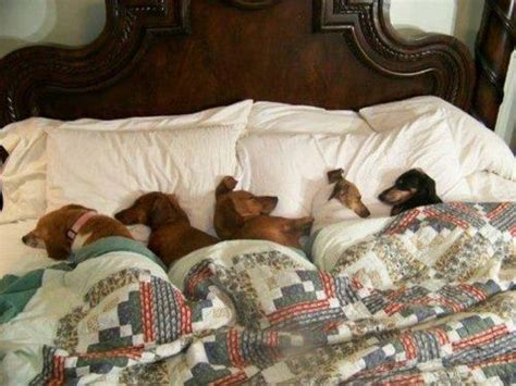 Nap Time! | Doggies.com Dog Blog