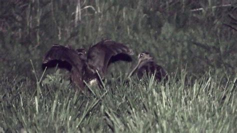 American Woodcock Ground Courtship Display - YouTube