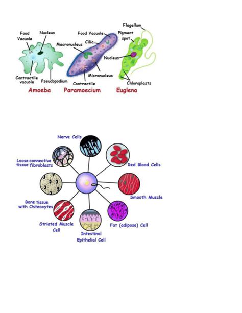 Differences Between Unicellular and Multicellular Organisms 3